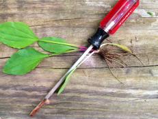 Be sure you pull up weeds by their roots, and don't just yank out the leaves. They can re-grow if even small pieces of their roots remain.
