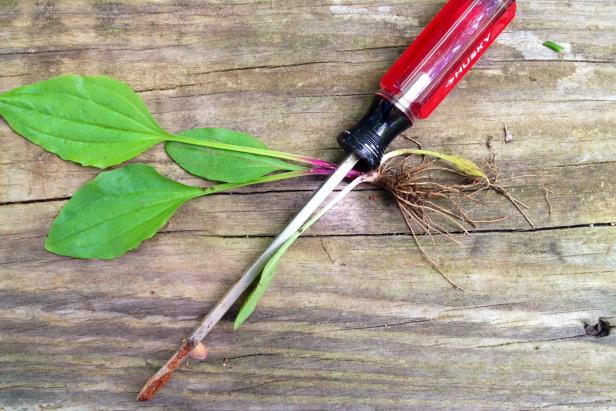 Be sure you pull up weeds by their roots, and don't just yank out the leaves. They can re-grow if even small pieces of their roots remain.