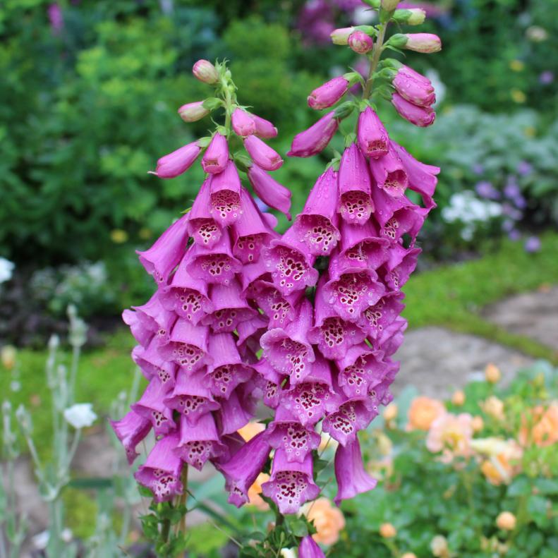 Want great vertical interest in your garden. Follow the lead of leading landscape designers and plant foxgloves.