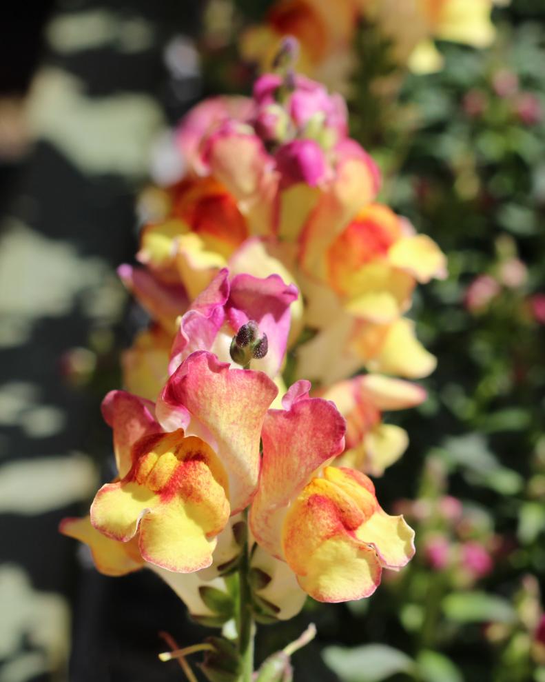 Loads of varied colors define this 'Snapshot Sunset' snapdragon from PanAmerican Seeds.