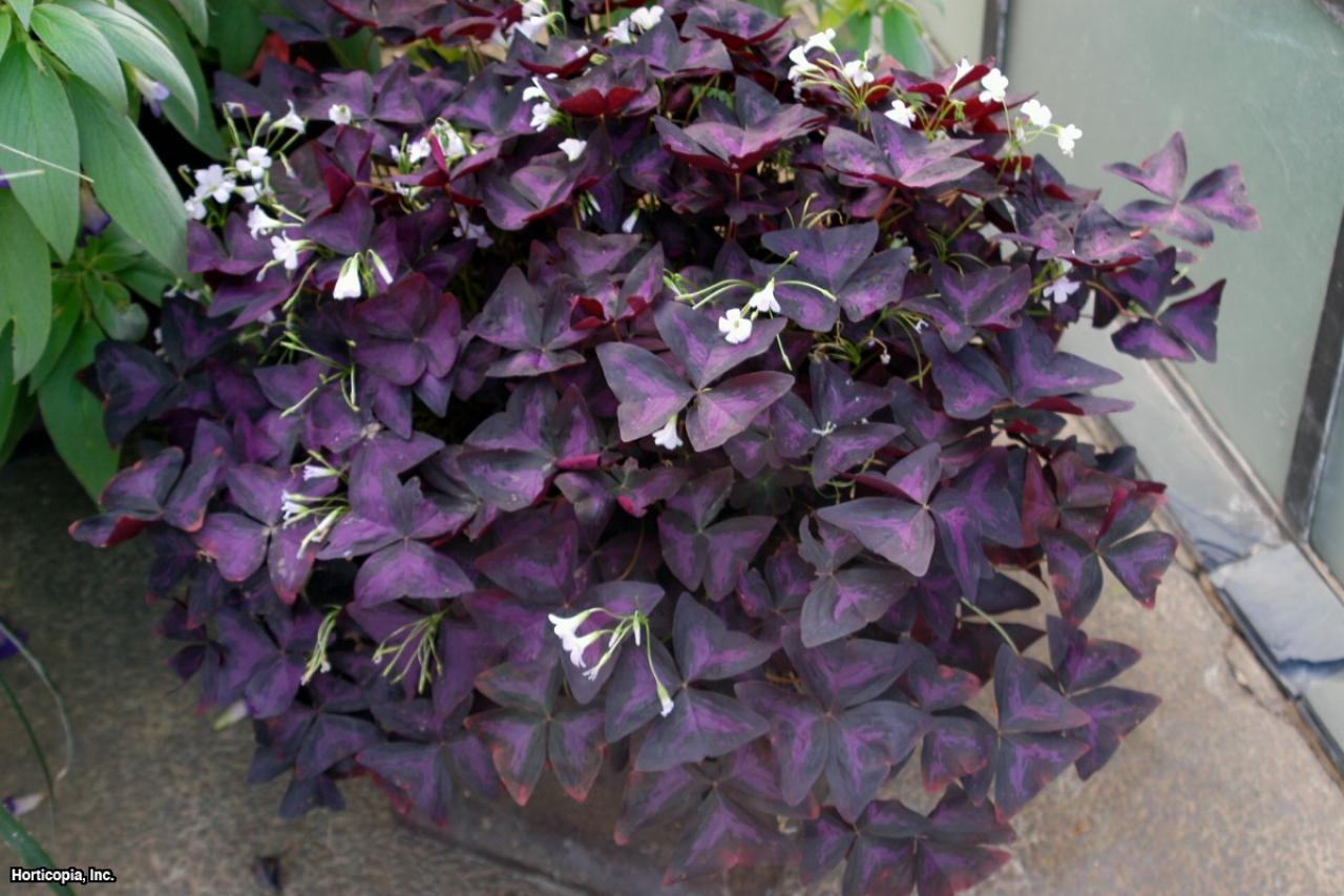 Oxalis Hgtv