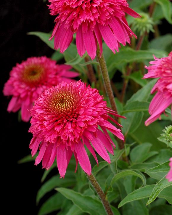 Coneflowers Colorful New Varieties Hgtv,What Is Fondant Used For