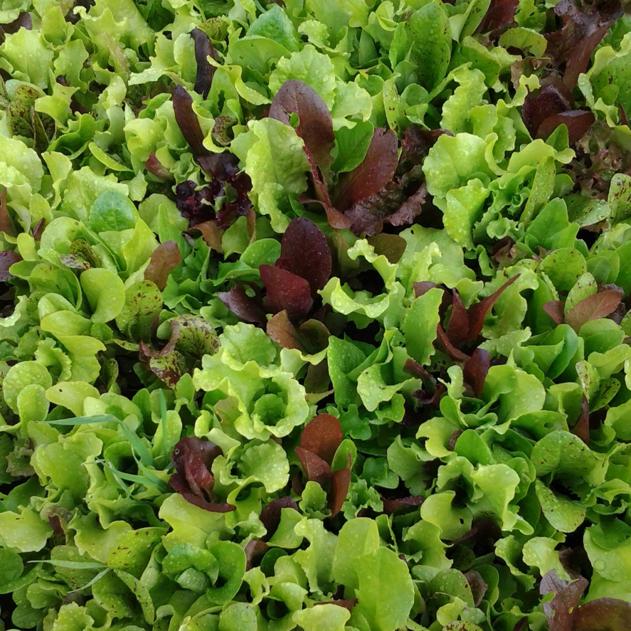 Spring Green Salad Recipe, Tyler Florence