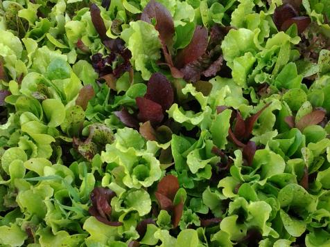 Garden to Table: Mixed Lettuce