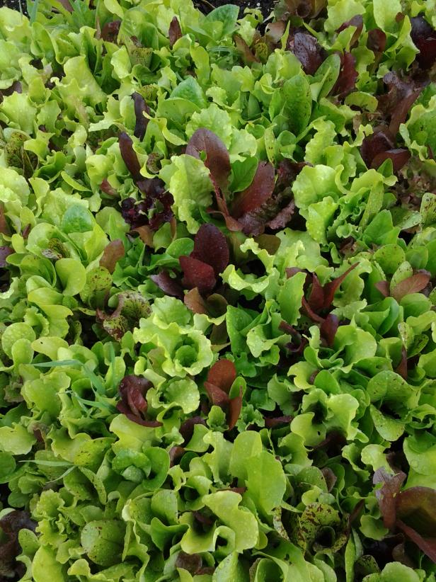 Organic lettuce is almost ready for harvesting in a raised bed at Sweetman’s General Store. In addition to plants and vegetables, the operation also sells soap making supplies, essential oils, and self-healing products.