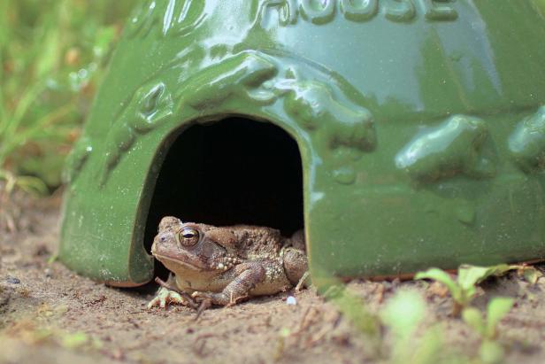 How To Attract Toads The Garden, How To Make Toad Houses For The Garden