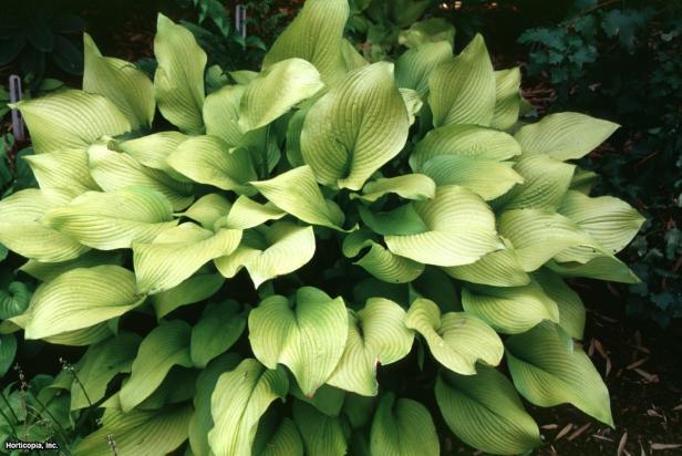 Hosta 'Sun Power' - Types of Hosta