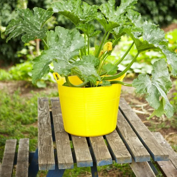 Is It Safe to Grow Vegetables in a Garden Tub: Discover Now