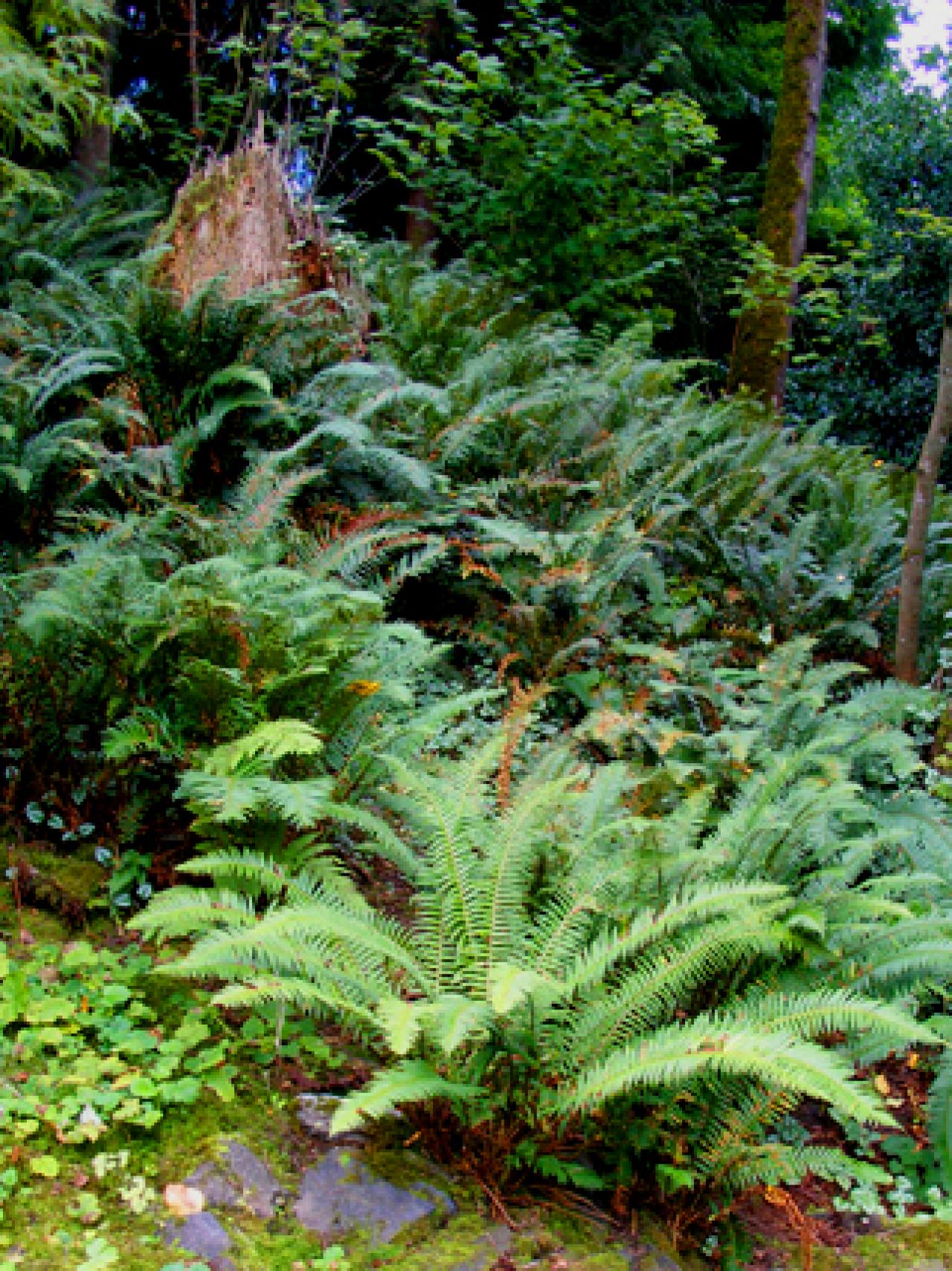 Using Ferns In Landscaping