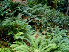 Who hasn't at one time or another felt at peace in a quiet woodland fern  glade? Bring a slice of this ancient scene into your own garden.