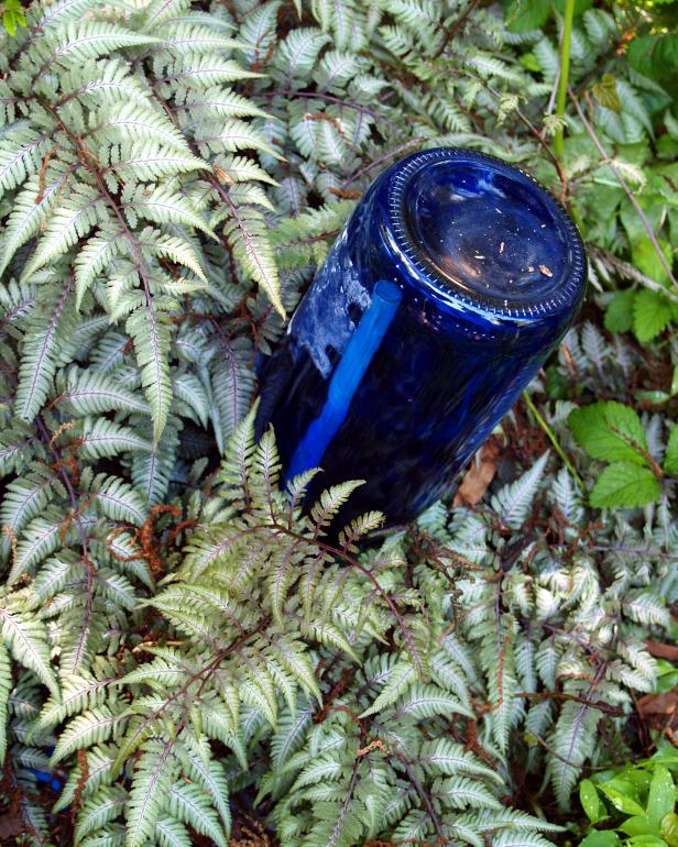 Nothing like a whimsical accent—in this case, a cobalt blue bottle  stuck in an evergreen Japanese painted fern—to set ferns off!