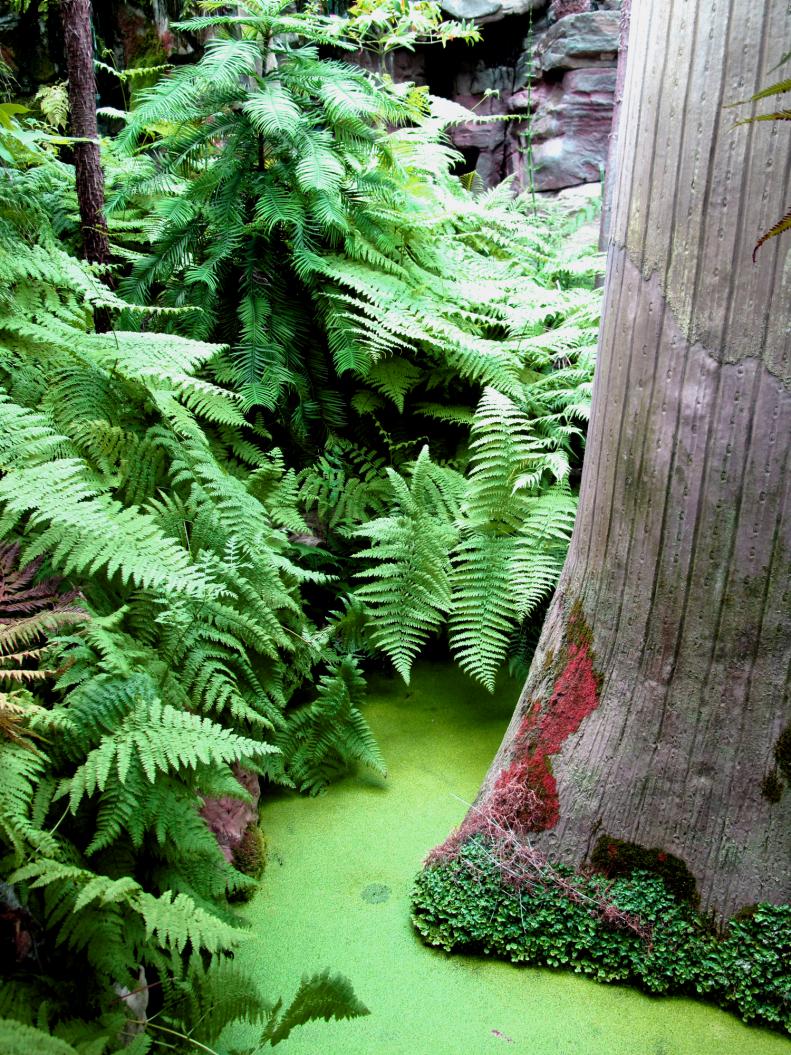 Many ferns thrive in moist, humid conditions, making them ideal for  planting around pond gardens—especially close to splashing waterfalls  or fountains.