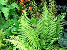 Many ferns have spring and summer fronds, followed by bronzy fall colors  and are gone by mid winter. Use them as lush seasonal accents.