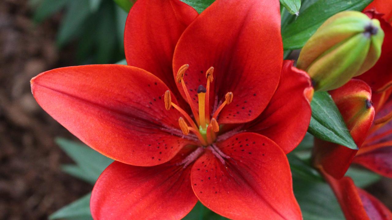Lily varieties on sale
