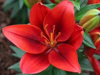 'Tiny Rocket' is a dwarf Asiatic lily that was developed in the Netherlands and was originally created for container gardens.