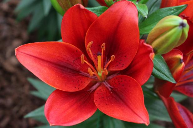 'Tiny Rocket' is a dwarf Asiatic lily that was developed in the Netherlands and was originally created for container gardens.