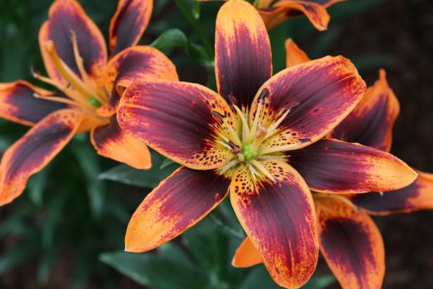 'Forever Susan' is an Asiatic lily that can produce blooms up to 4 inches in diameter and can grow up to 35 inches in height. It is also suitable for containers.&nbsp;