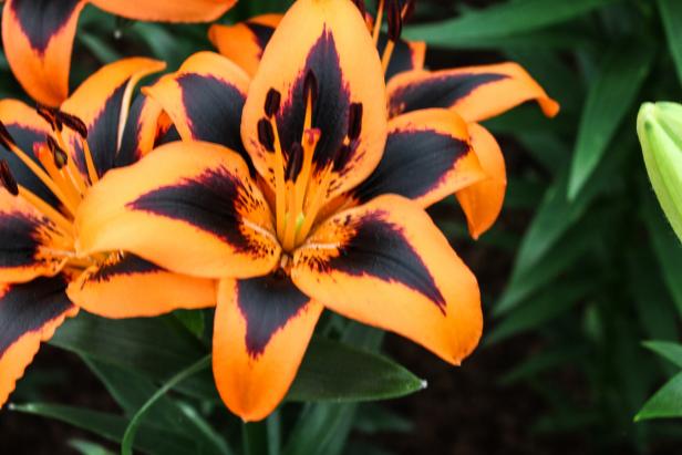 'Lily Allen' is an Asiatic lily that requires full sun and blooms late spring to early summer.&nbsp;