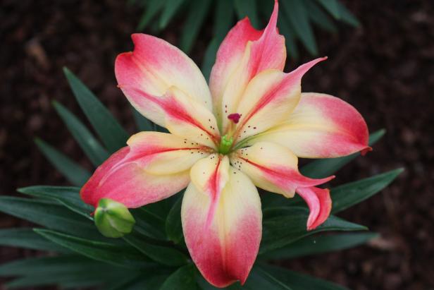 'Strawberry Custard' is a dwarf Asiatic lily that requires full sun to partial shade and blooms late spring to early summer.