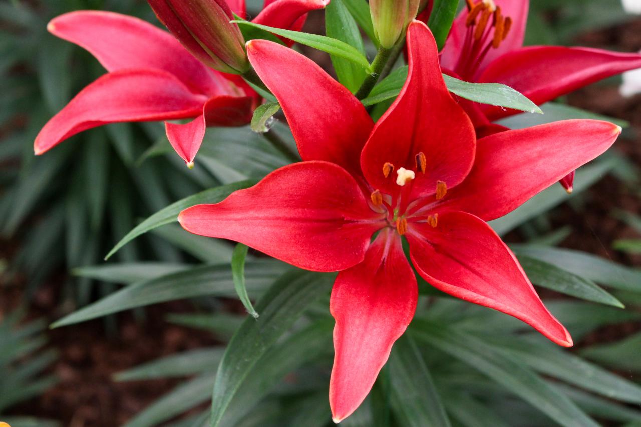 Tiny Ghost Asiatic Lily
