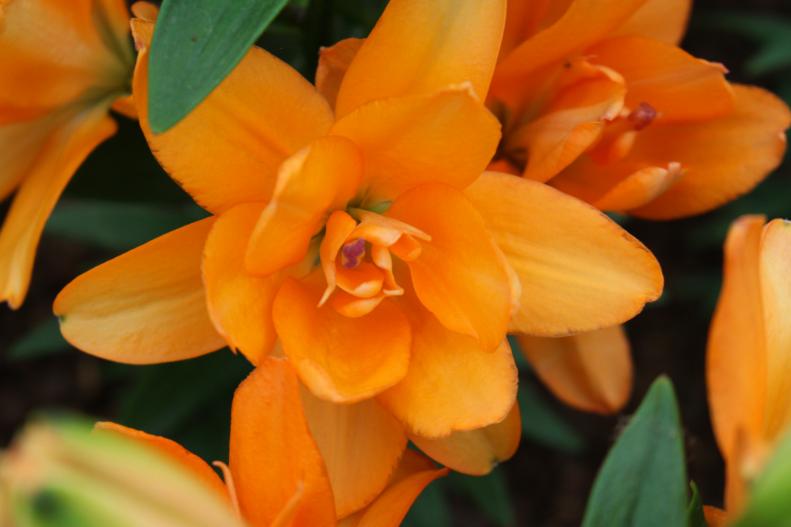 'Tiny Double You' is a dwarf Asiatic lily that is intensely scented and produces masses of double flowered, bright orange blooms. These lilies are ideal for containers.&nbsp;