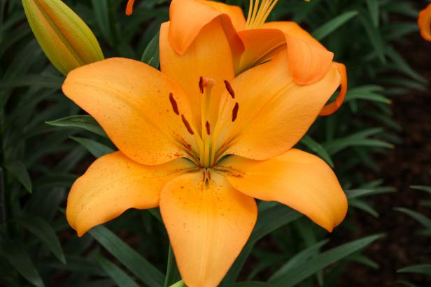'Navarin' is a Longiflorum and Asiatic hybrid lily that needs full sun to partial shade, blooms in the summer, and showcases bright orange petals.
