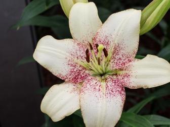 'Sweet Desire' is a&nbsp; Longiflorum and Asiatic hybrid lily requires full sun to partial shade and blooms in the summer.&nbsp;