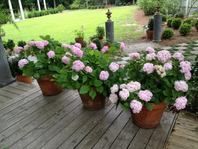 Image of Pink and blue hydrangea plants in pots indoors