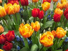 Tulips bring some of the earliest color to the late winter garden. Learn how to plant tulip bulbs and care for these flowers that signal warmer, better days are on the way.