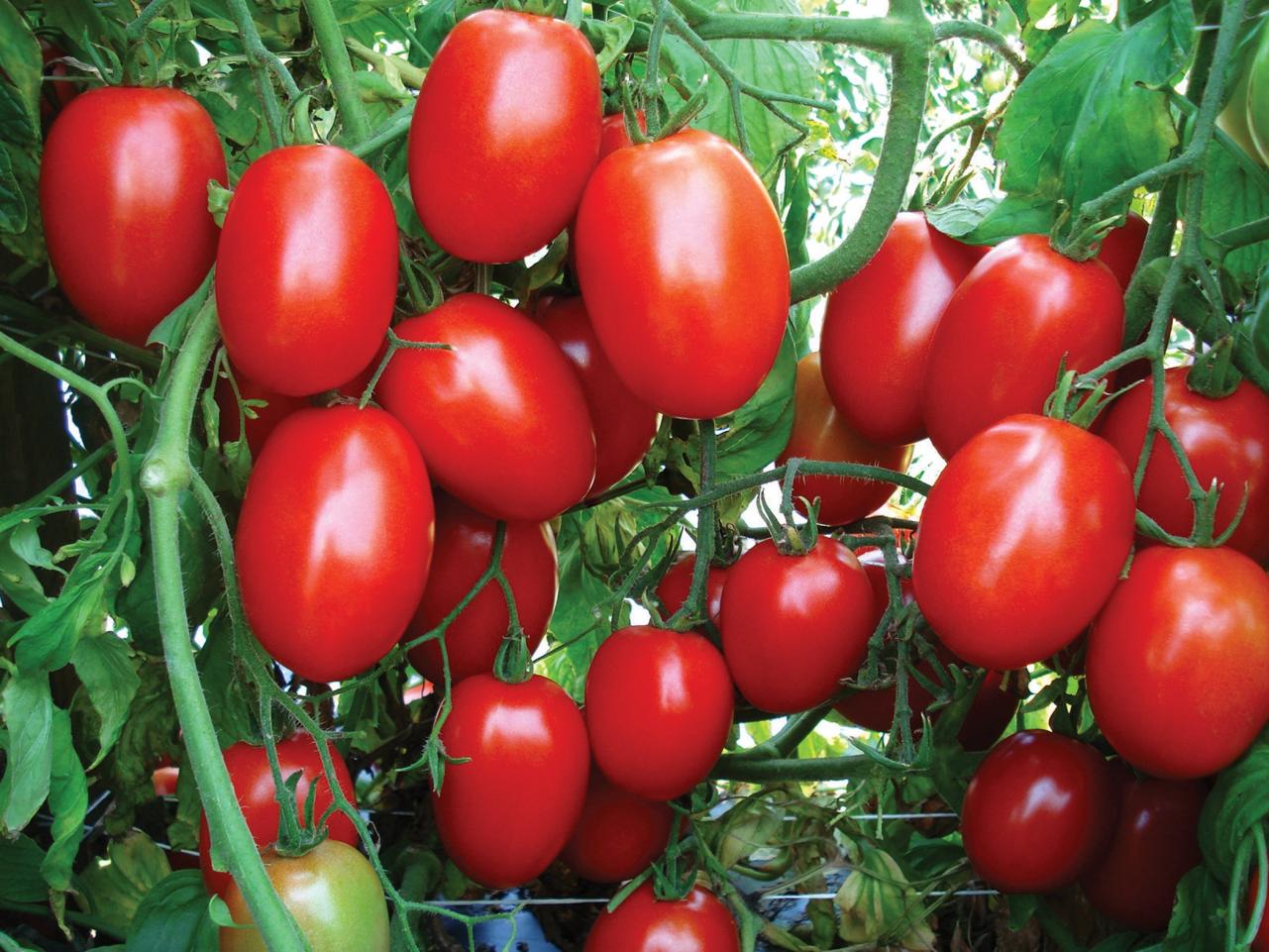 Toms monica cherry tomato new arrivals