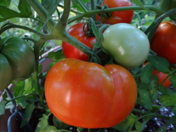 'Heatmaster' tomato