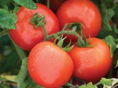 'Defiant' Tomato - Tomato Varieties