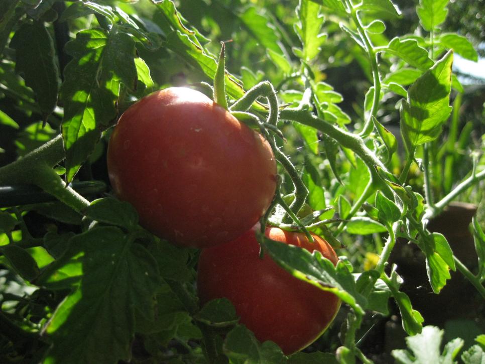 'Early Girl' Tomato - Tomato Varieties - Short-Season Tomatoes