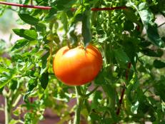 'Jet Star' Tomato - Tomato Varieties - Short-Season Tomatoes