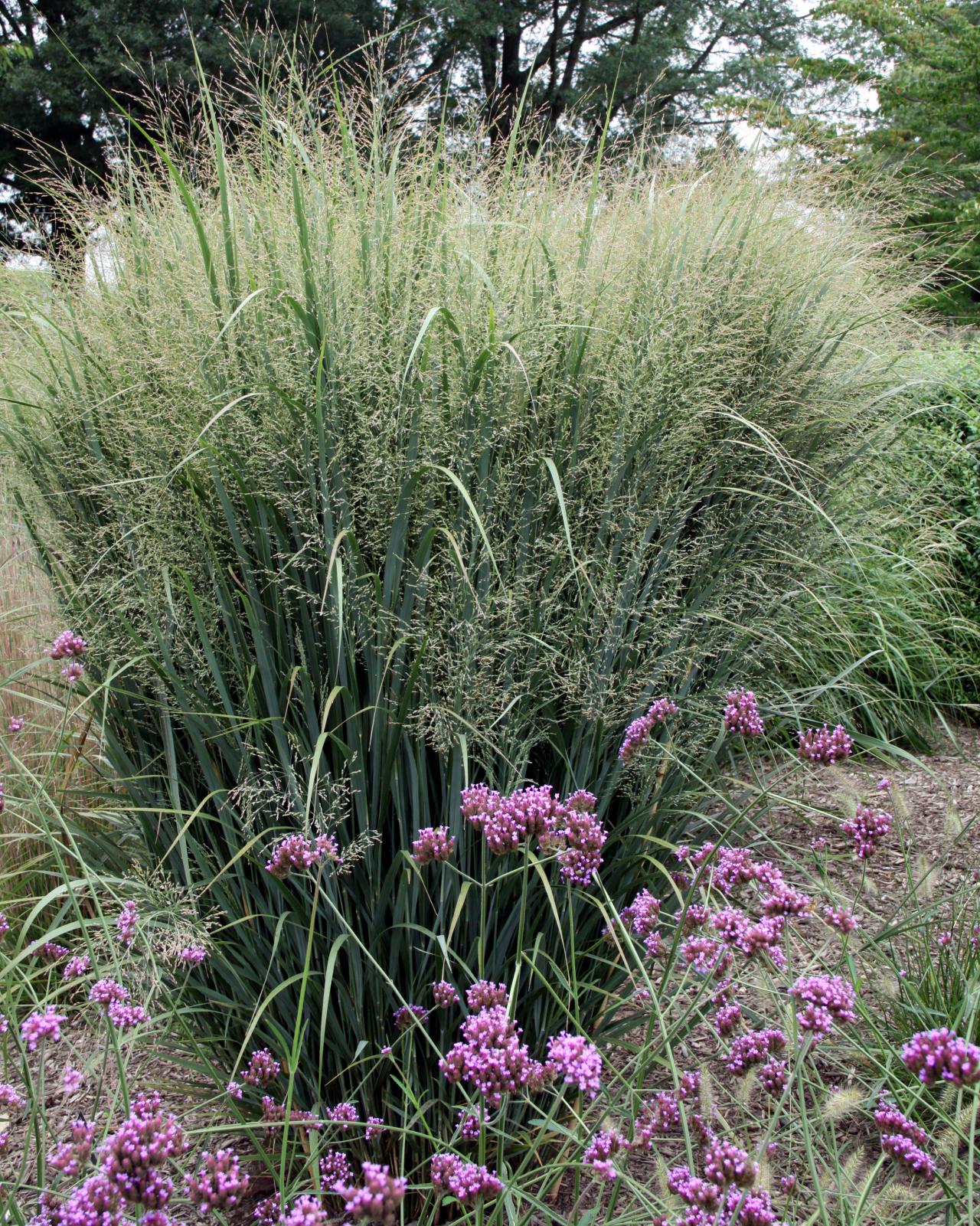 8 Stunning Ornamental Grasses Hgtv