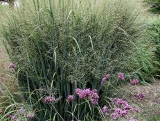 Panicum virgatum 'Northwind' is a handsome ornamental grass that tolerates both wet and dry soils. Named a <a href="http://www.perennialplant.org/index.php/component/k2/item/141-2014-perennial-plant-of-the-year" target="_blank">2014 Perennial Plant of the Year</a>, it's useful for erosion control and makes a dramatic addition to borders and naturalized areas.