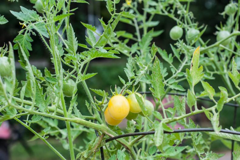 Named after the fairy tale character, 'Snow White' cherry tomatoes mature to a pale yellow. The fruit is very sweet on heavy producing plants bred by Joe Bratka. Seed can to be purchased through Territorial Seed Company.