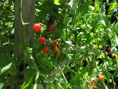 'Sweet 100' and 'Sungold' cherry tomatoes are beautiful paired in the garden. They taste great too.