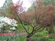 Smoke tree starts out with grayish-pink leaves in early spring, then blooms leaving dark burgundy foliage.