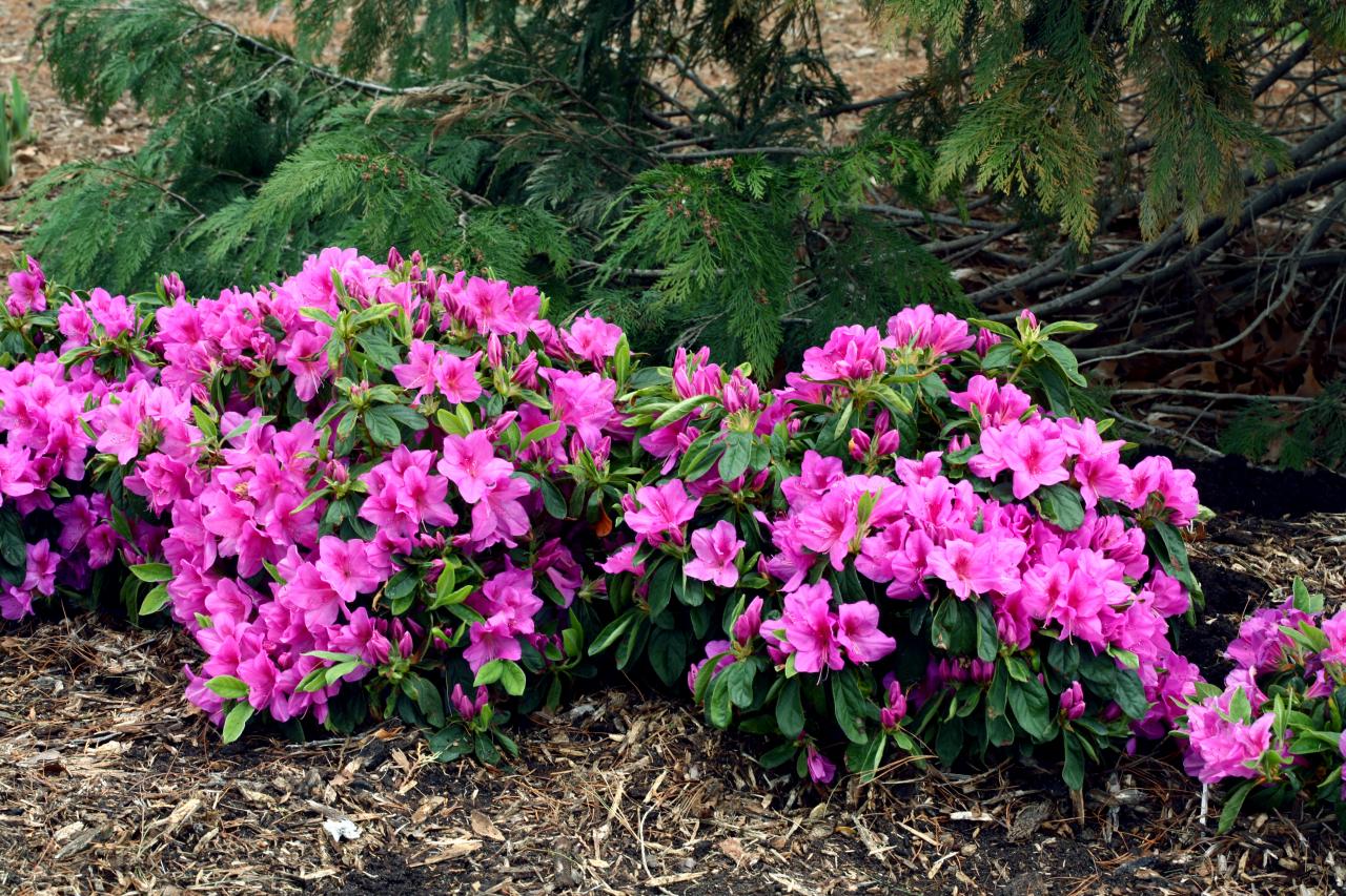 Beautiful Pathway Lined With Trees And Purple Azaleas