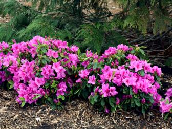 'Bloom-A-Thon' rhododendrons, commonly known as reblooming azaleas, produce white, pink, lavender or red blooms in spring. After a brief rest, the flowers start up again in summer and fall. These evergreen, drought-tolerant shrubs need shade to part-shade and are hardy in zones 6b to 9b.