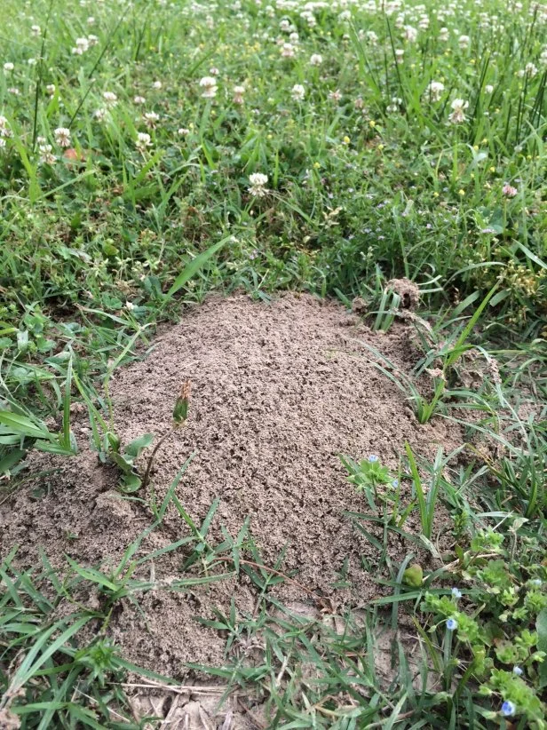 Aggressive, stinging fire ants can quickly take over a landscape.&nbsp;Treat new mounds with granular or liquid insecticides soon while they are still small.&nbsp;