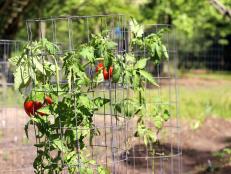 Tomato cages help plants thrive in gardens of any size.