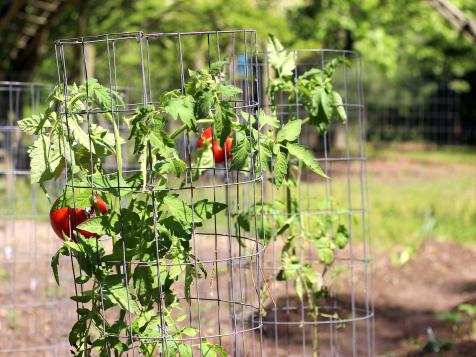 Tomato Cages 411