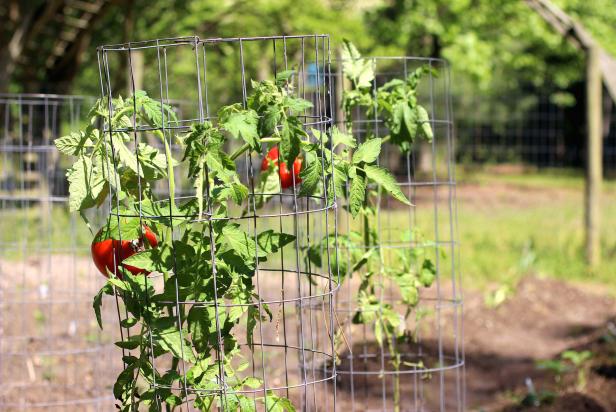 Tomato cages help plants thrive in gardens of any size.