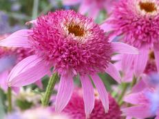 Pink Double Coneflower Variety