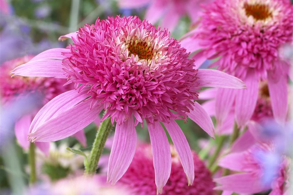 Pink Double Coneflower Variety
