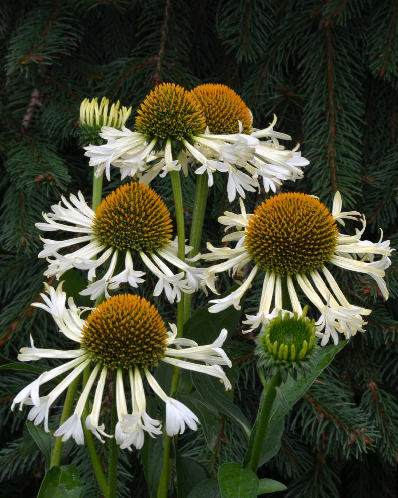 White Coneflower Variety