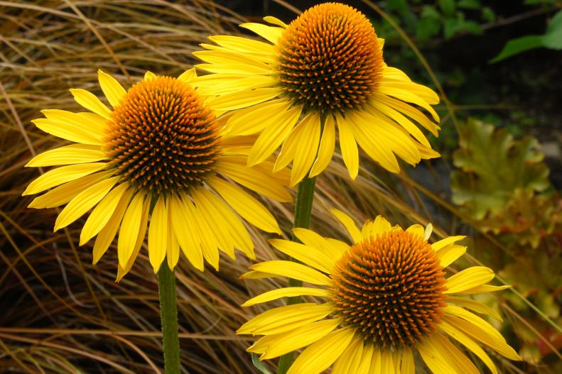 Yellow Coneflower Variety