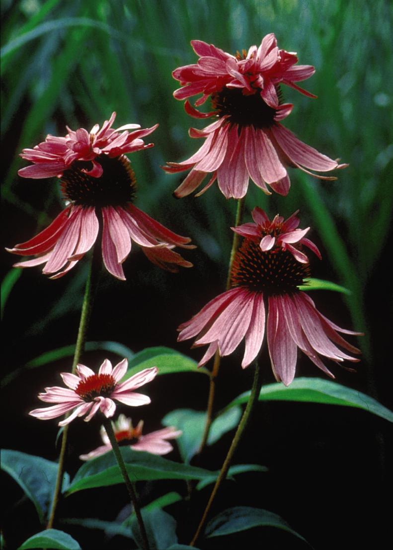 Double Decker Pink Coneflower Variety